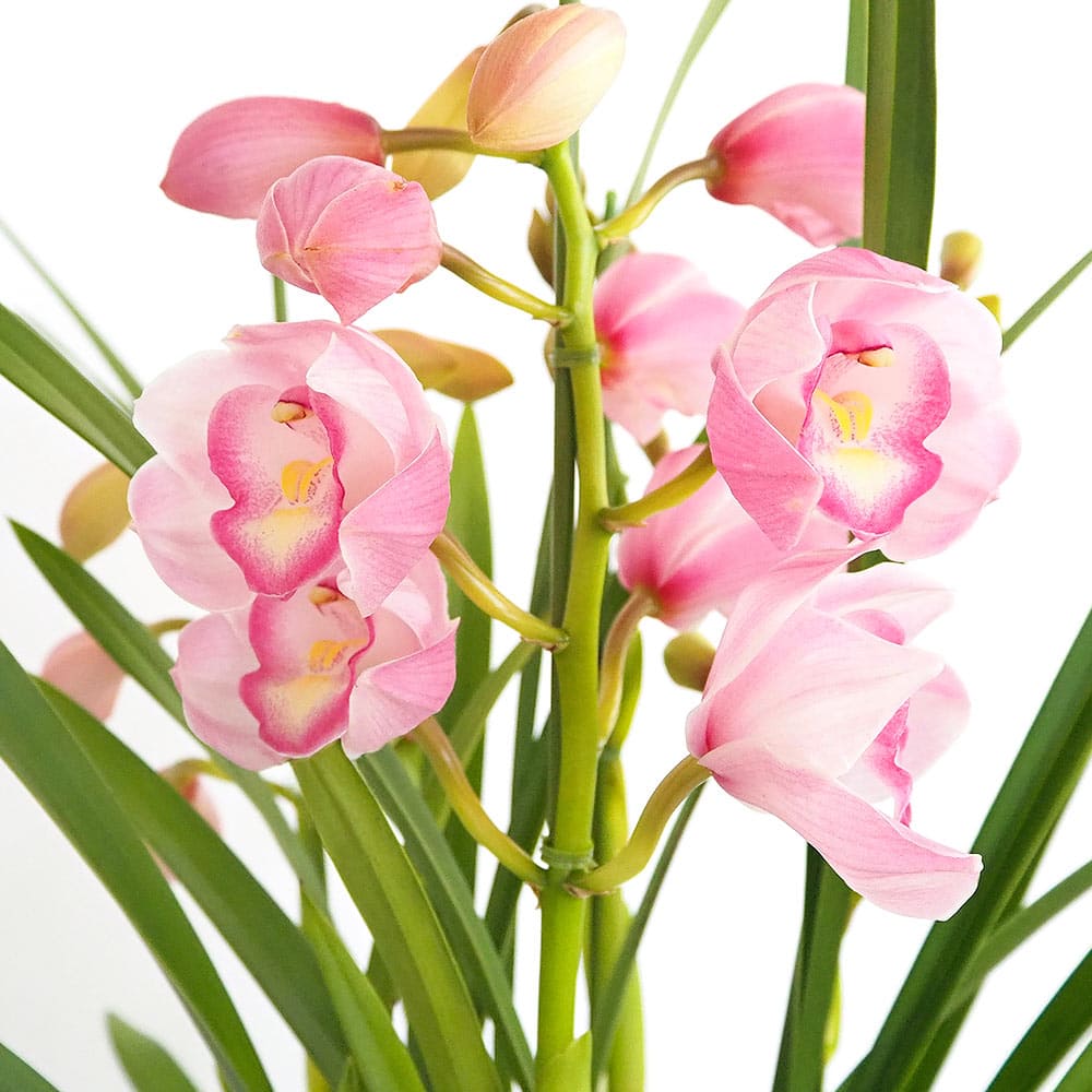 シンビジウム 苺みるく 【花苗 6号／1個売り】