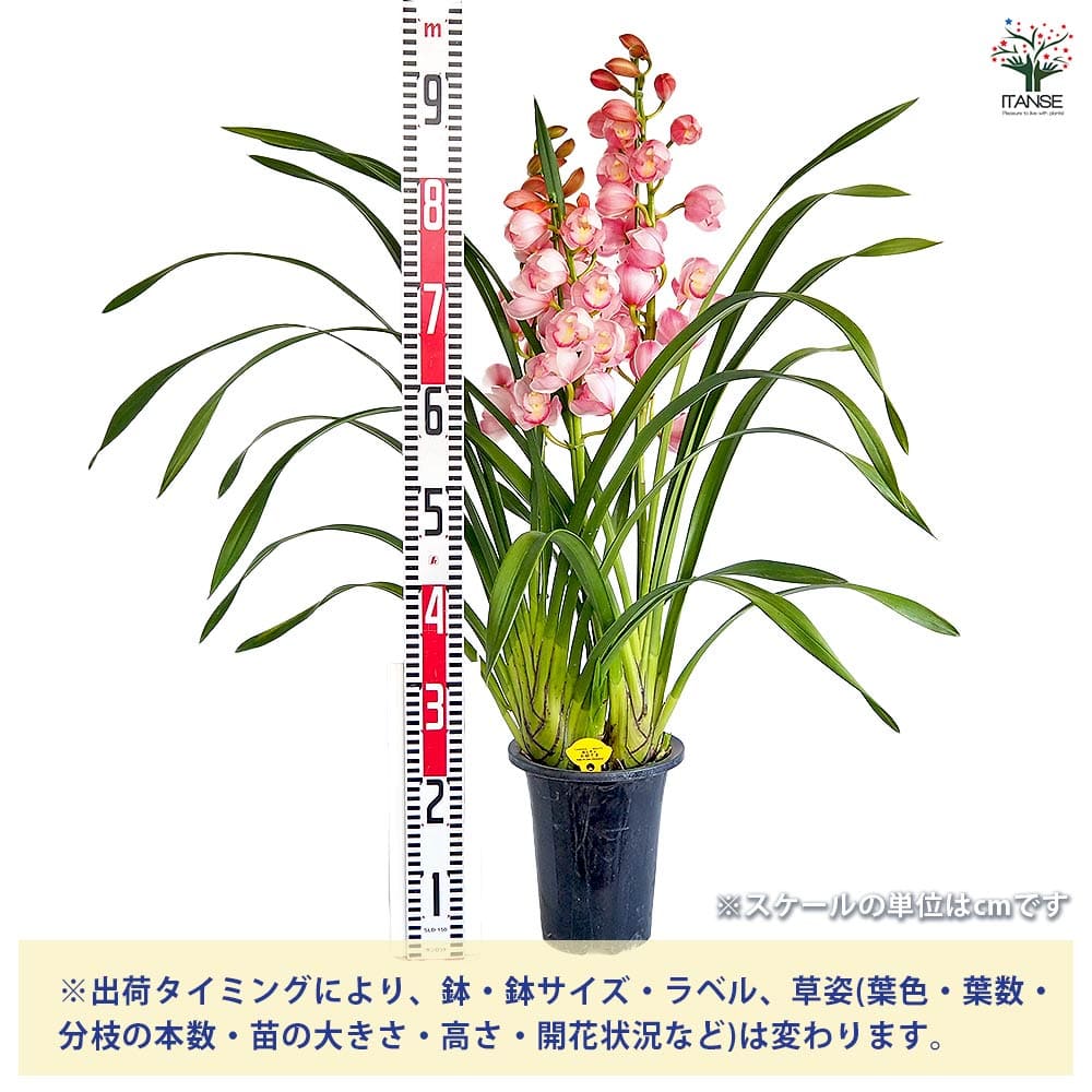 シンビジウム 福を呼ぶお姫さま 【花苗 6.5号／1個売り】｜ 【植物の