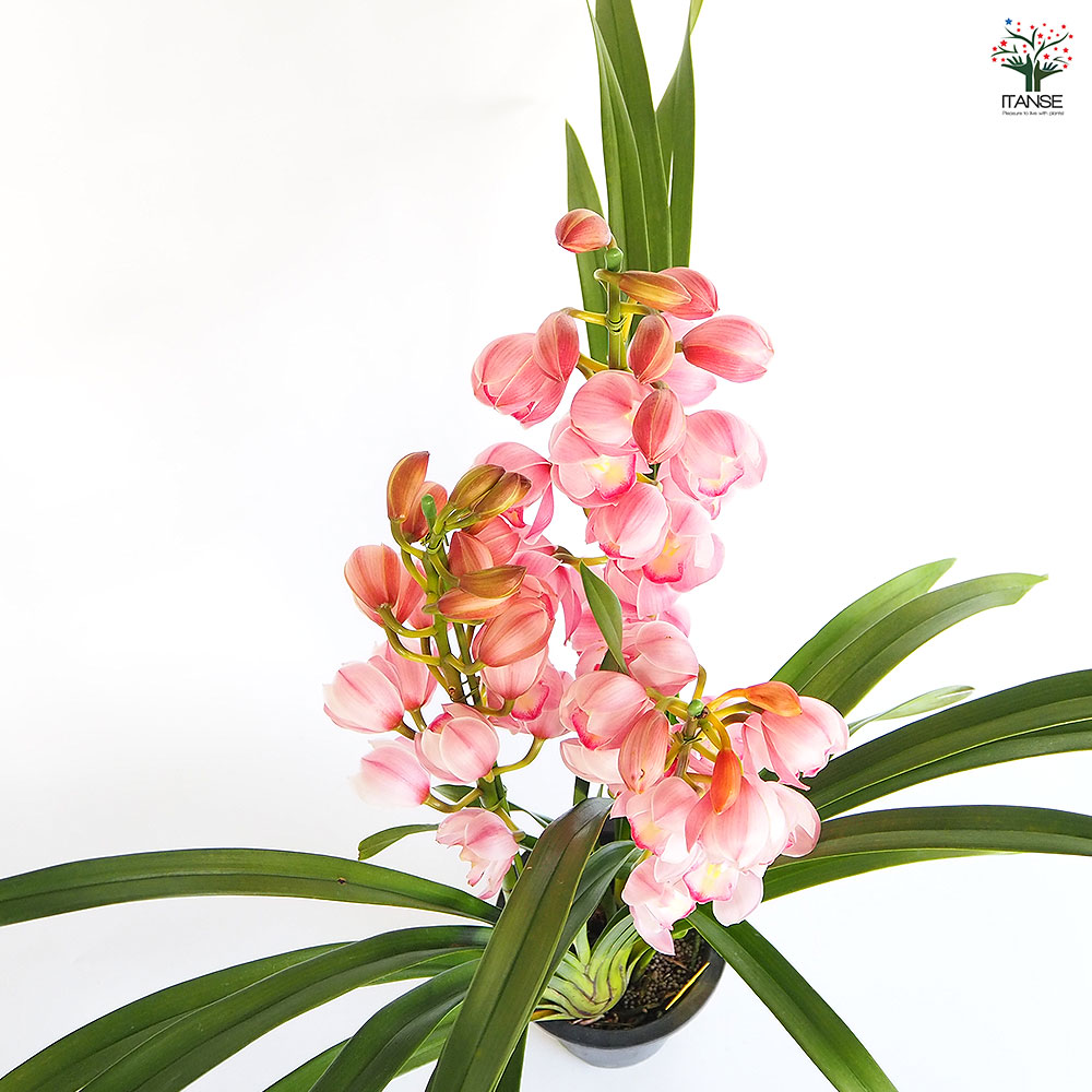 シンビジュウム 様 シンビジウム 福を呼ぶお姫さま 【花苗 6.5号／1個売り】｜ 【植物の