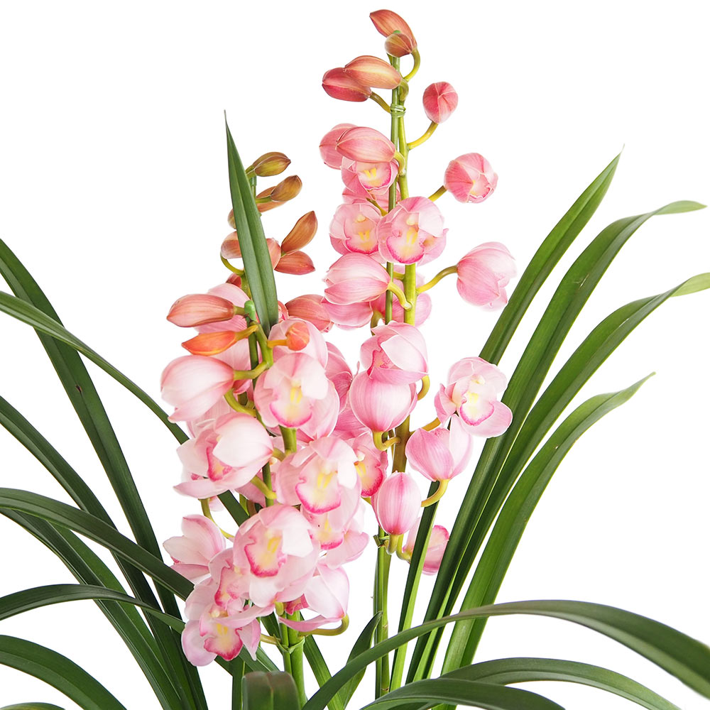 シンビジウム 福を呼ぶお姫さま 【花苗 6.5号／1個売り】