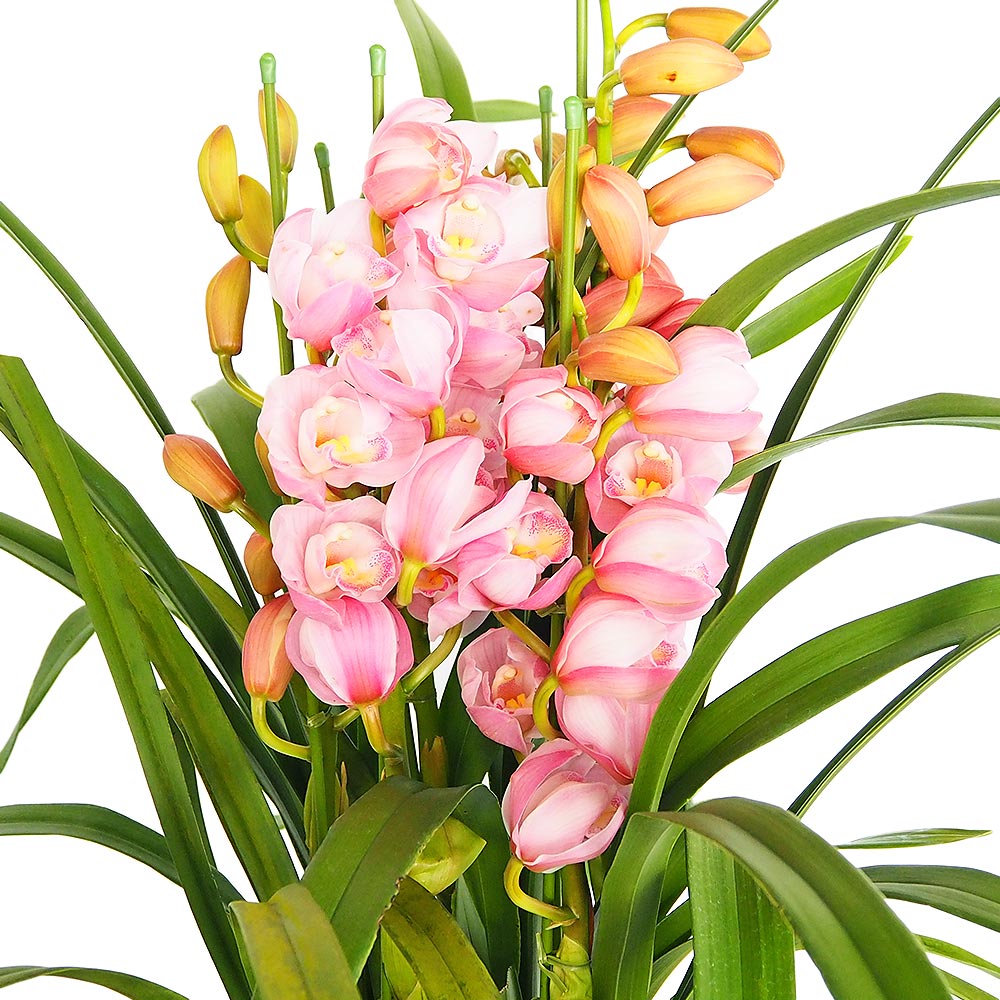 シンビジウム バレリーナ 【花苗 8号／1個売り】