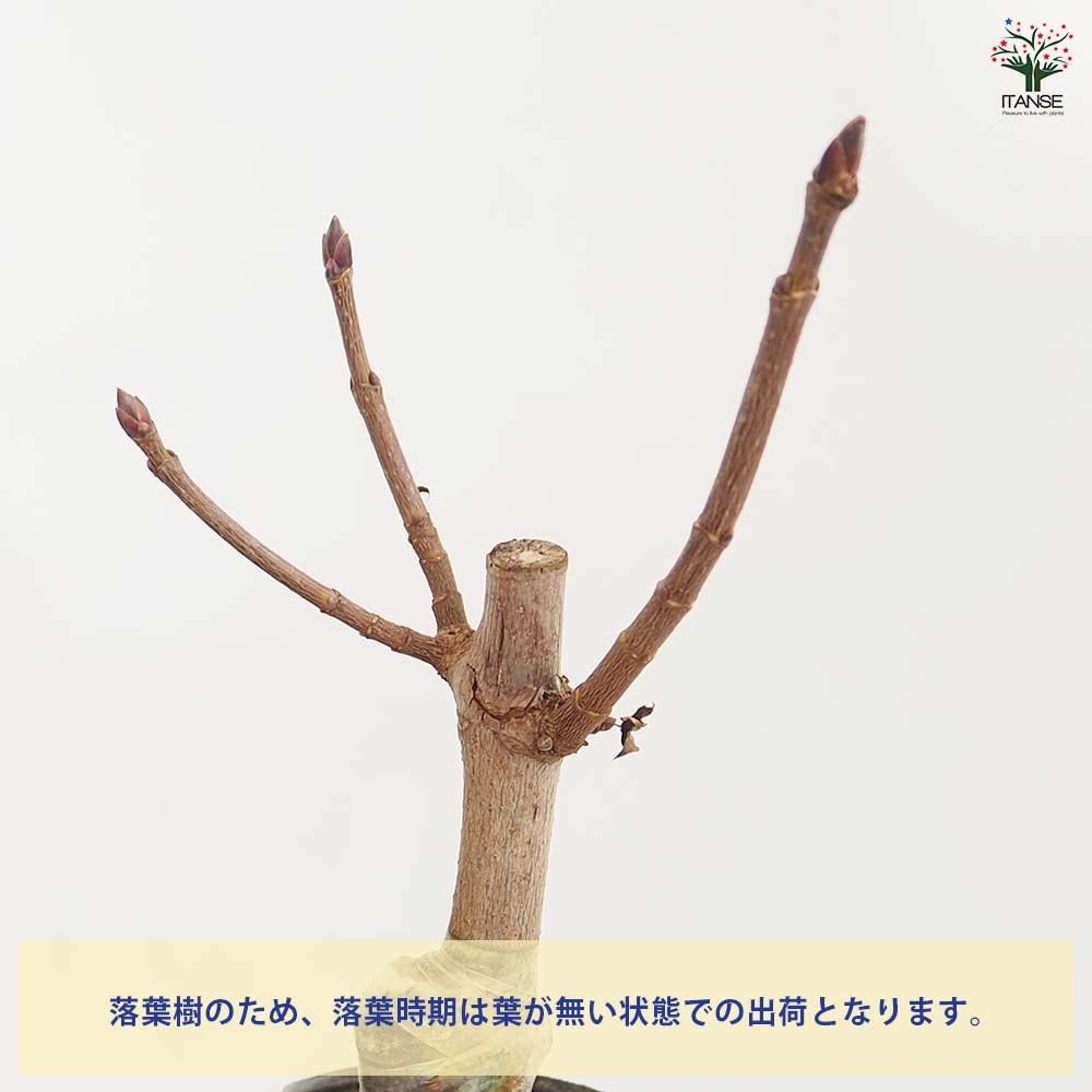 ノルウェイカエデ クリムゾンキング 【庭木 4号】｜ 【植物の