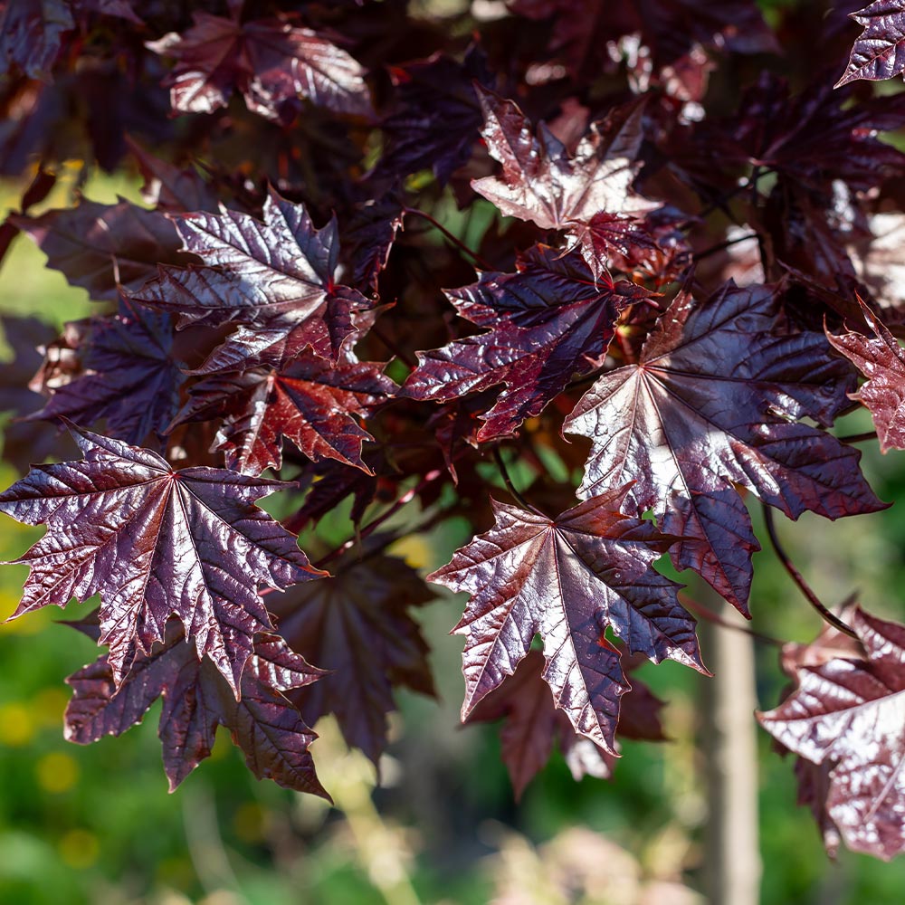 ノルウェイカエデ クリムゾンキング 【庭木 4号】｜ 【植物の