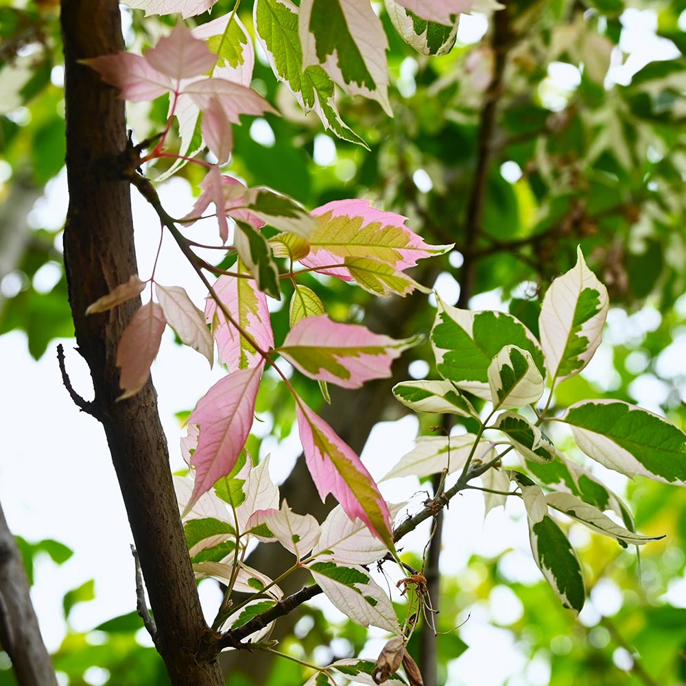ネグンドカエデ フラミンゴ 【庭木 3.5号】｜ 【植物のITANSE