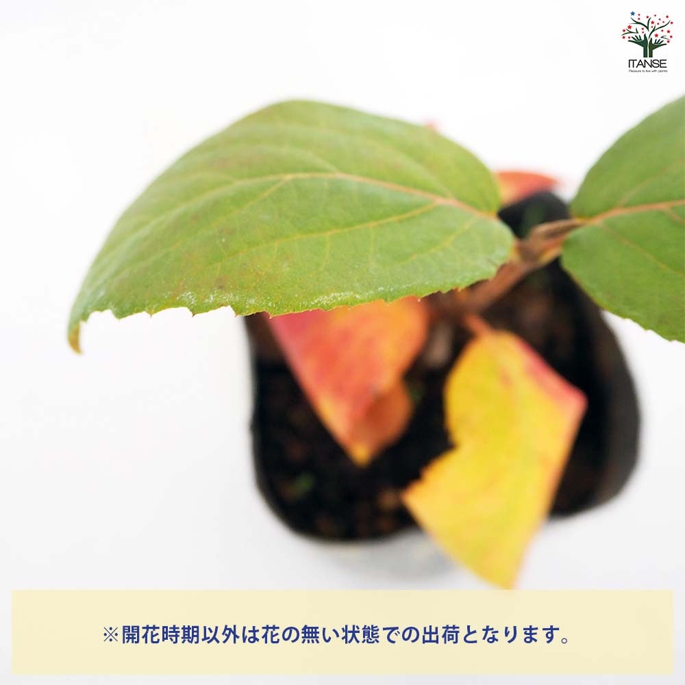 オオチョウジガマズミ(香りガマズミ) 【花木苗 3号】｜ 【植物の