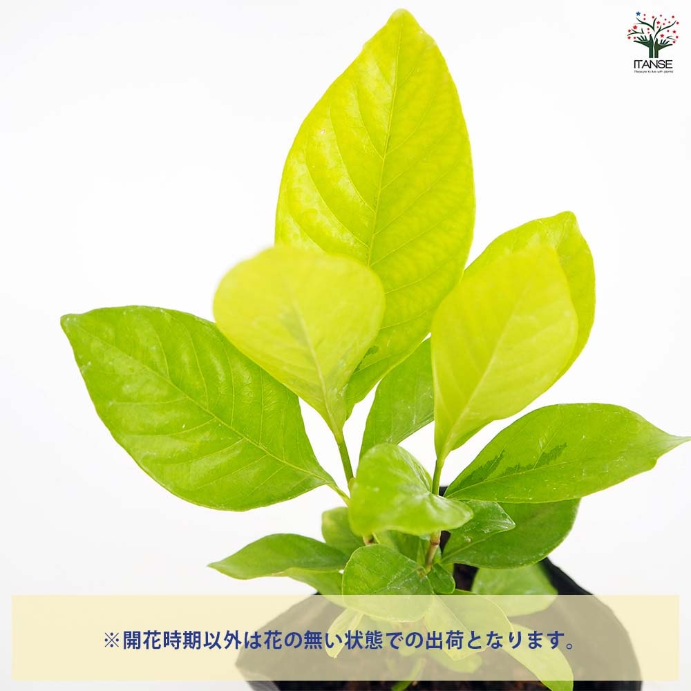 クチナシ 黄金の華 【花木苗 3.5号】｜ 【植物のITANSE】全品