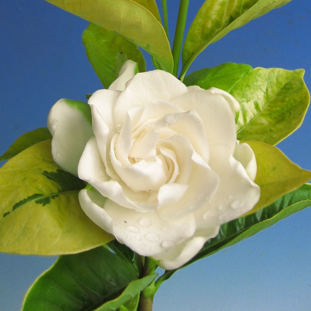 クチナシ 黄金の華 【花木苗 3.5号】｜ 【植物のITANSE】全品