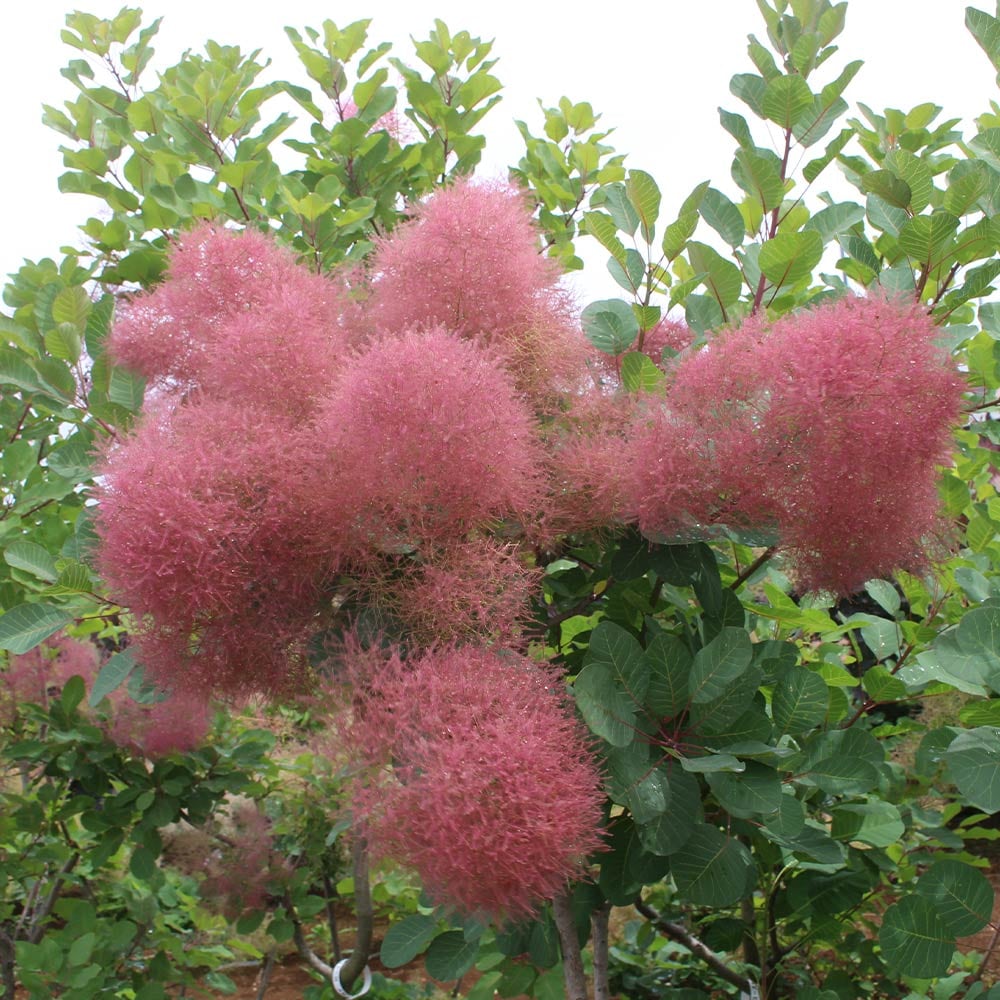 スモークツリー ルージュシュシュ 【花木苗 3号】｜ 【植物の