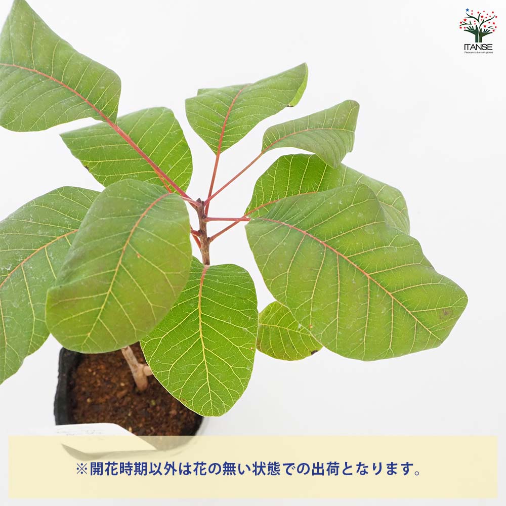 スモークツリー ルージュシュシュ 【花木苗 3号】｜ 【植物の