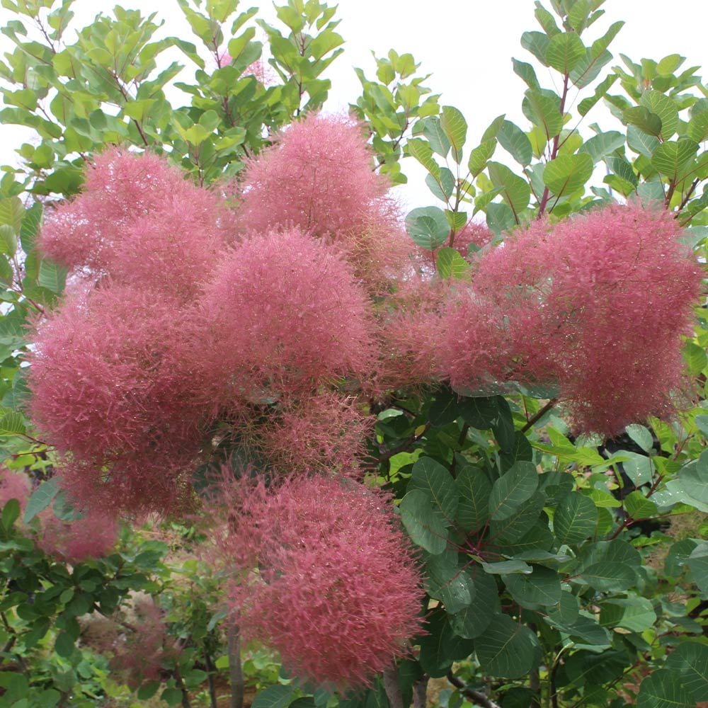 スモークツリー　パステルシュシュ　雌株　煙の木　苗木　花木　53 園芸ネット本店｜スモークツリー：パステルシュシュ3号ポット の通販