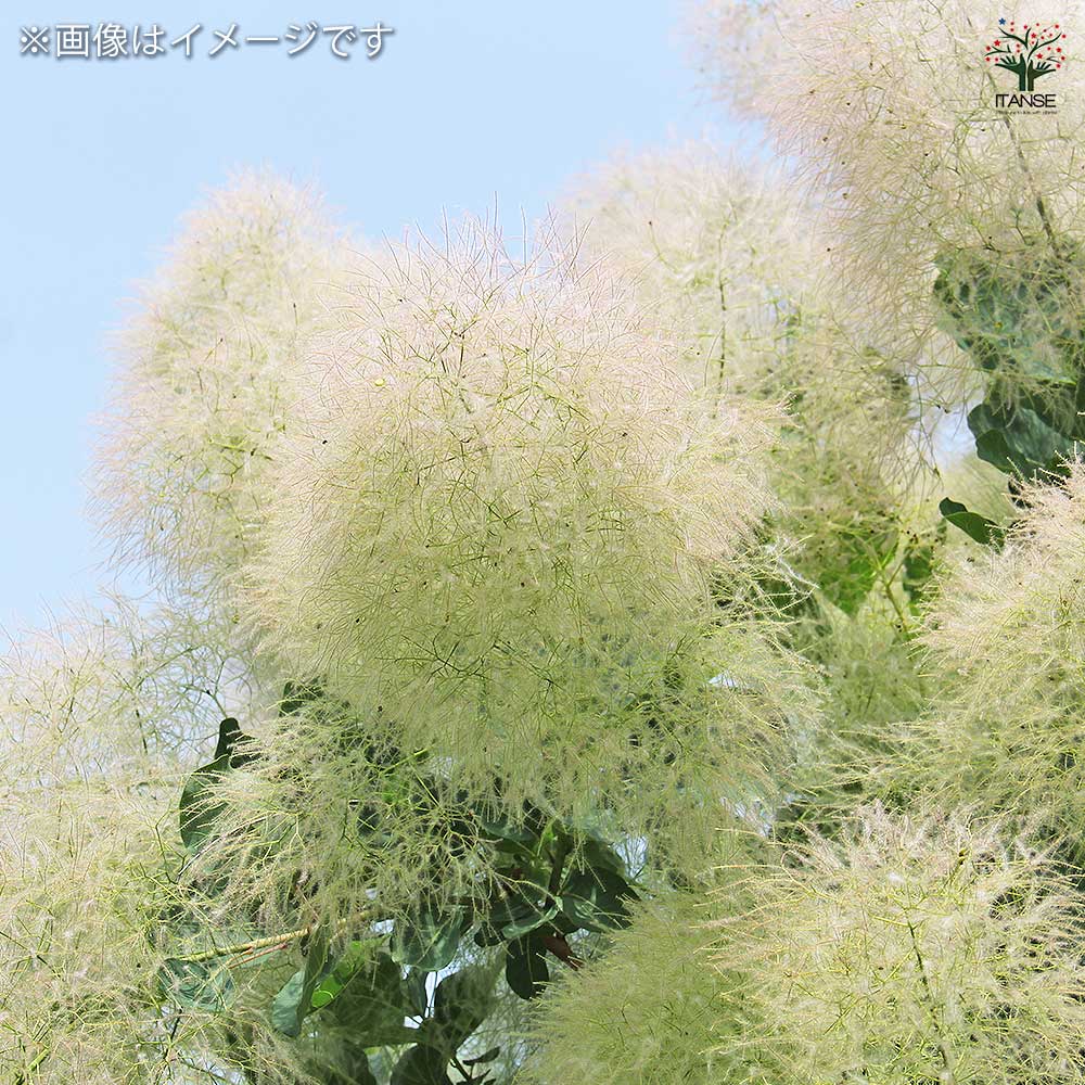 スモークツリー ホワイトボール 【花木苗 3号】｜ 【植物の