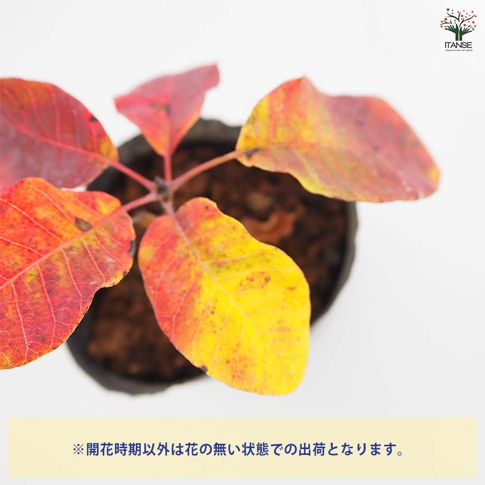 スモークツリー出荷中！ スモークツリーの出回り時期と、ベストな買い時＆ドライフラワーの保管