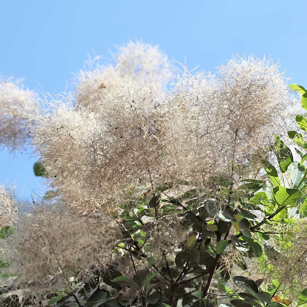 スモークツリー ホワイトボール 【花木苗 3号】｜ 【植物の