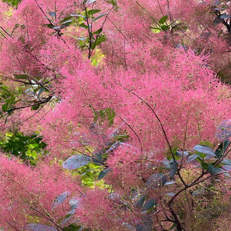 スモークツリー ルビーハート 【花木苗 7号／1個売り】｜ 【植物の