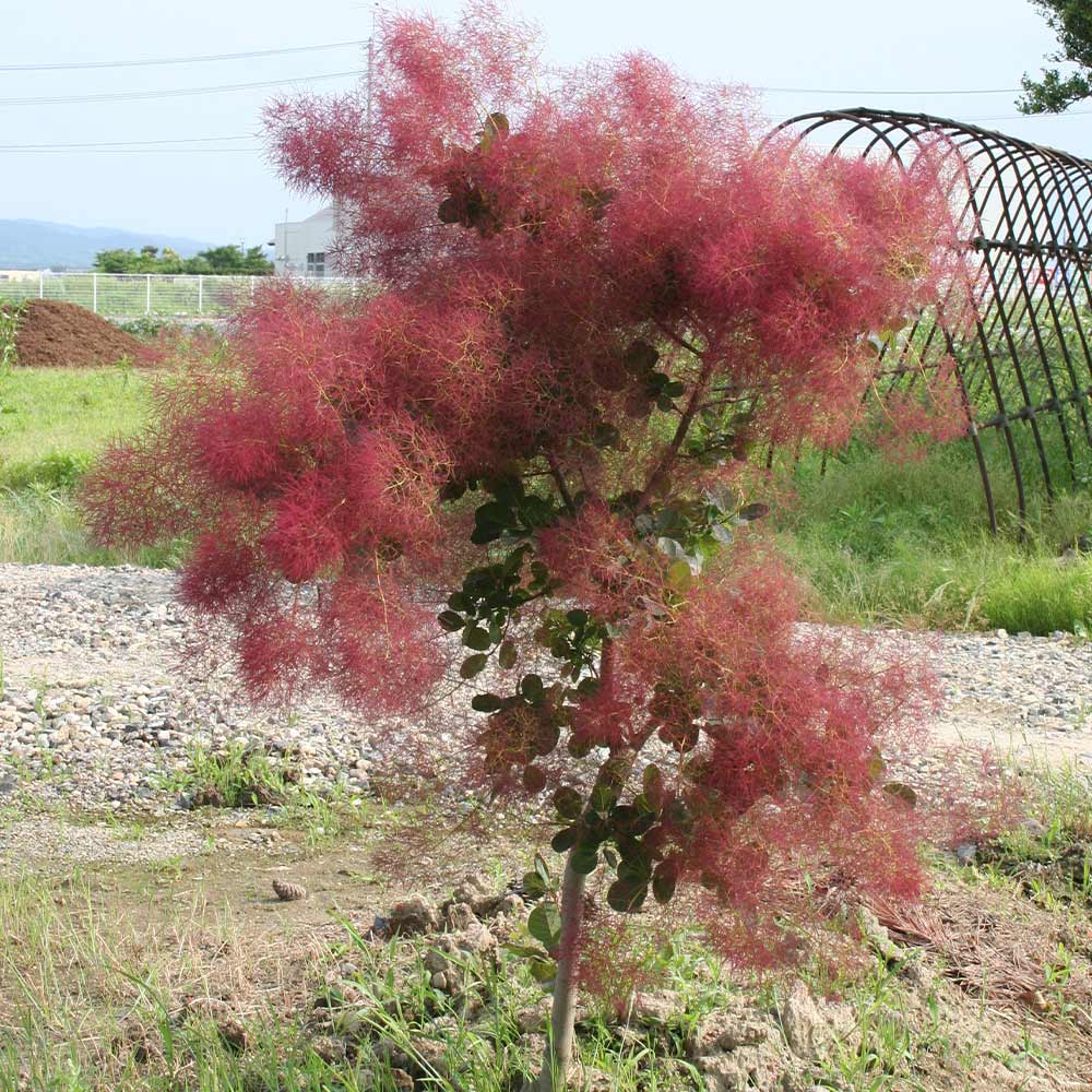 スモークツリー　ルビーハート　高さ160㌢ 園芸ネット本店｜スモークツリー：ルビーハート5号ポット の通販【公式】