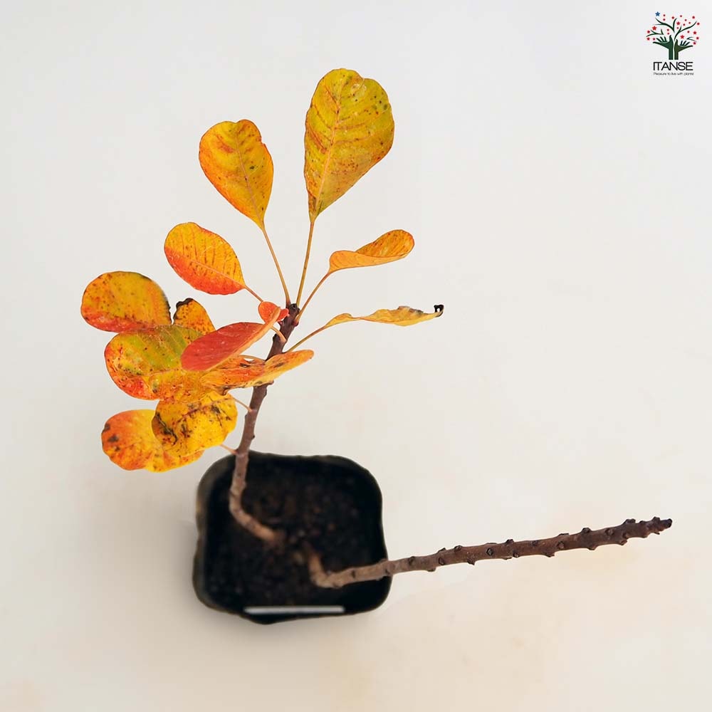 大株　スモークツリー　ルビーハート　雌株　煙の木　挿し木　苗木　花木　49 大株 スモークツリー ルビーハート 雌株 煙の木 挿し木 苗木 花木 49