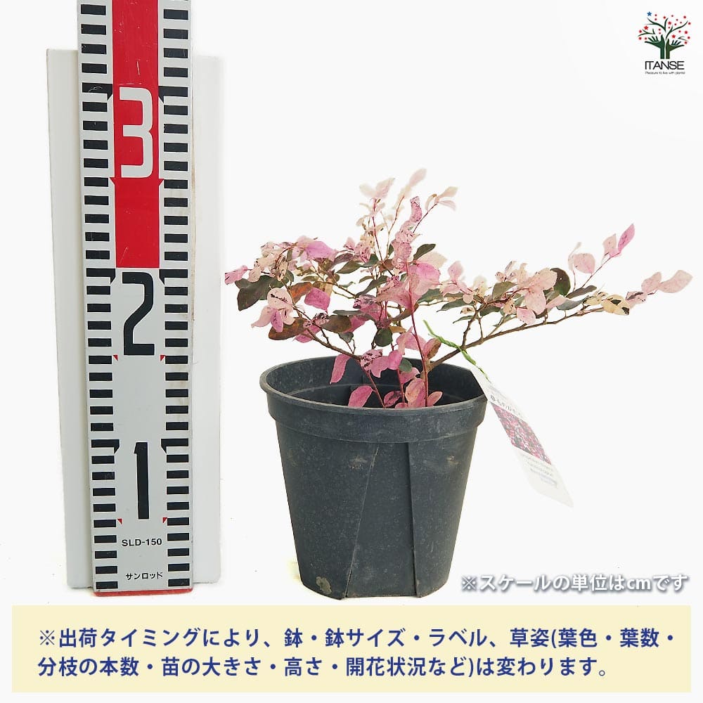 トキワマンサク 夢ものがたり 【庭木 5号】｜ 【植物のITANSE