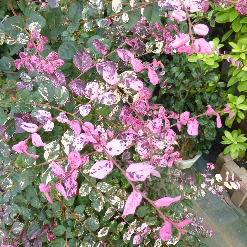 トキワマンサク 七彩 【庭木 3.5号】｜ 【植物のITANSE】全品