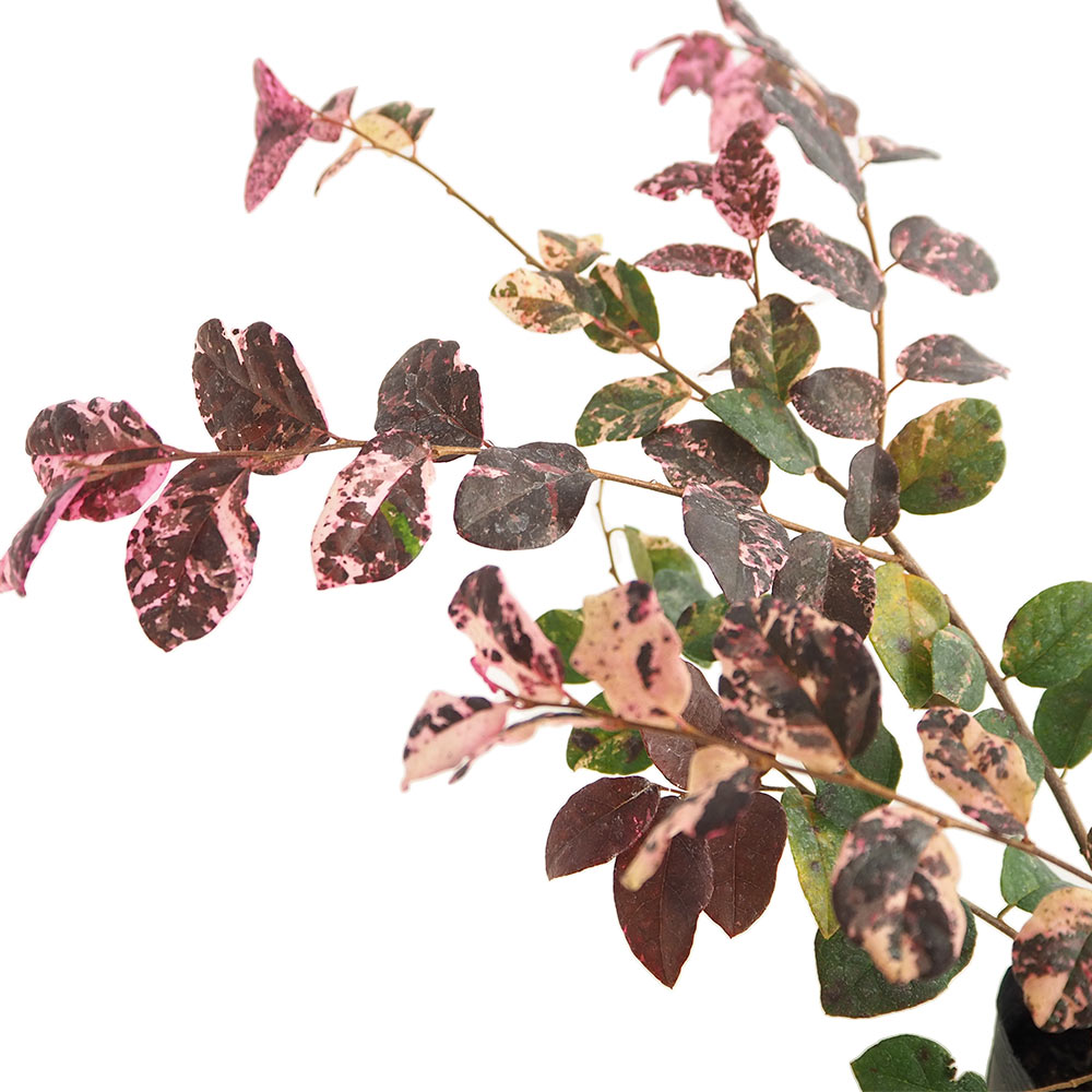 トキワマンサク 七彩 【庭木 3.5号】｜ 【植物のITANSE】全品