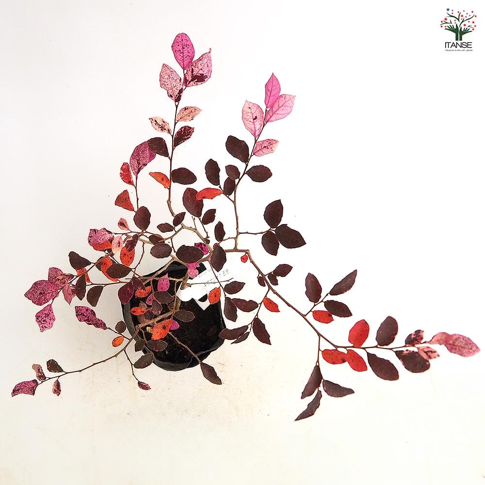 トキワマンサク 五色 【庭木 3.5号】｜ 【植物のITANSE】全品