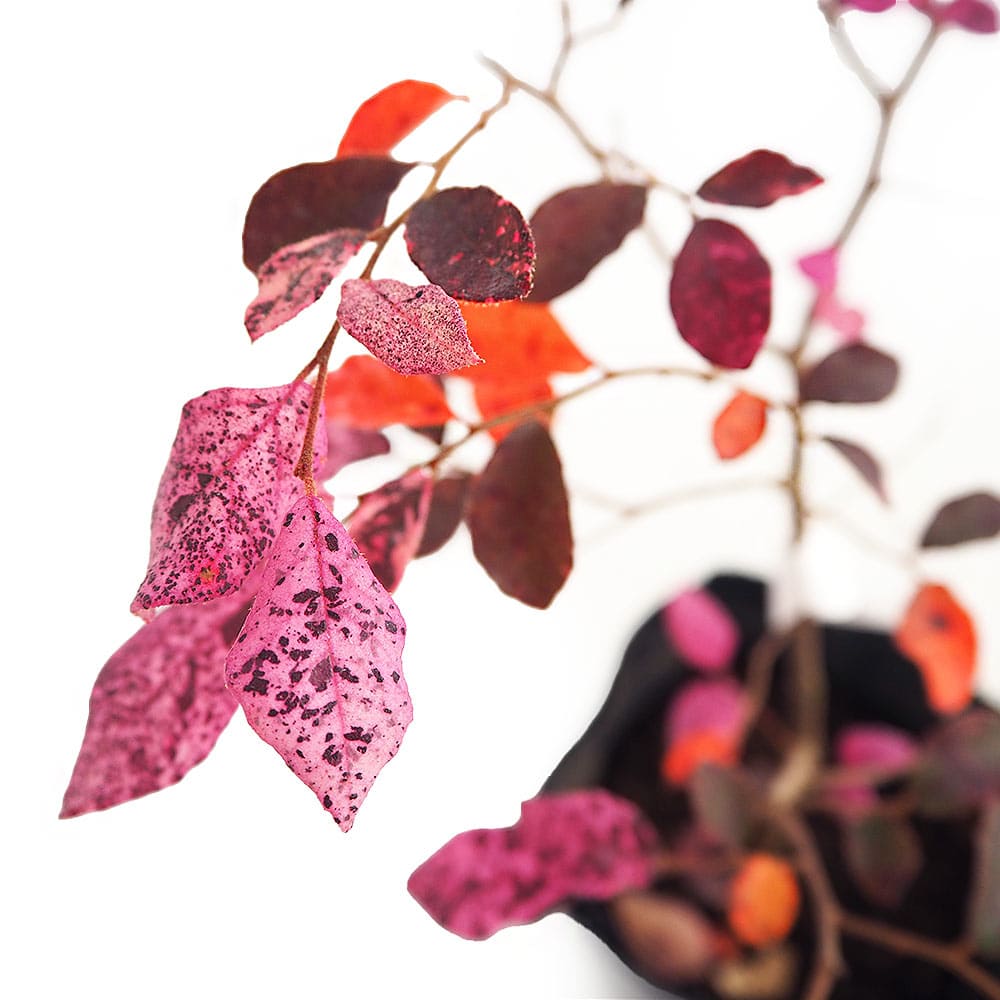 トキワマンサク 五色 【庭木 3.5号】