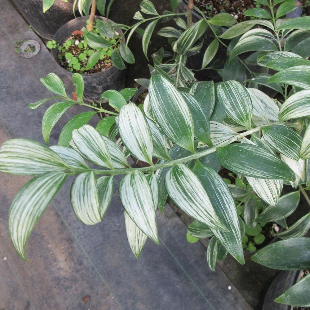 ナギ(梛の木) 流星 【庭木 3.5号】｜ 【植物のITANSE】全品送料