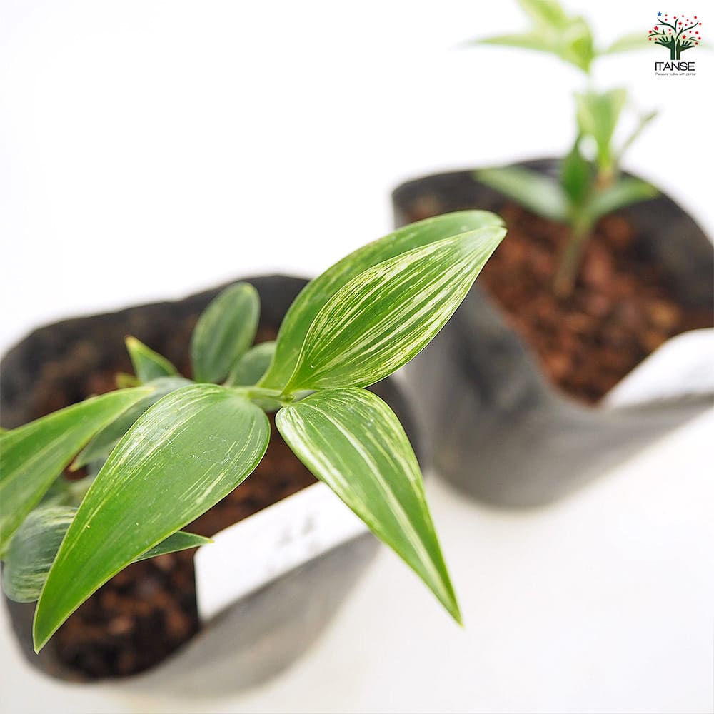 ナギ(梛の木) 流星 【庭木 3.5号】｜ 【植物のITANSE】全品送料