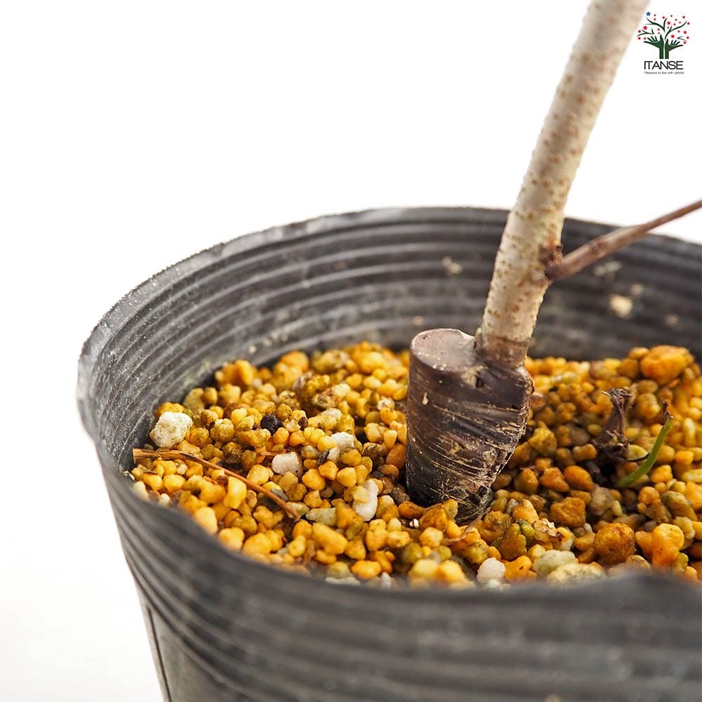 ハナズオウ 麗華 【花木苗 3.5号】｜ 【植物のITANSE】全品送料