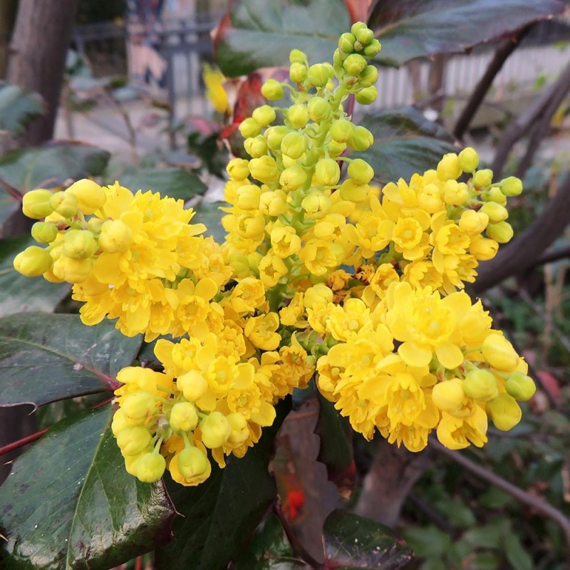 牡丹 島大臣 【花木苗 4.5号／1個売り】｜ 【植物のITANSE】全品