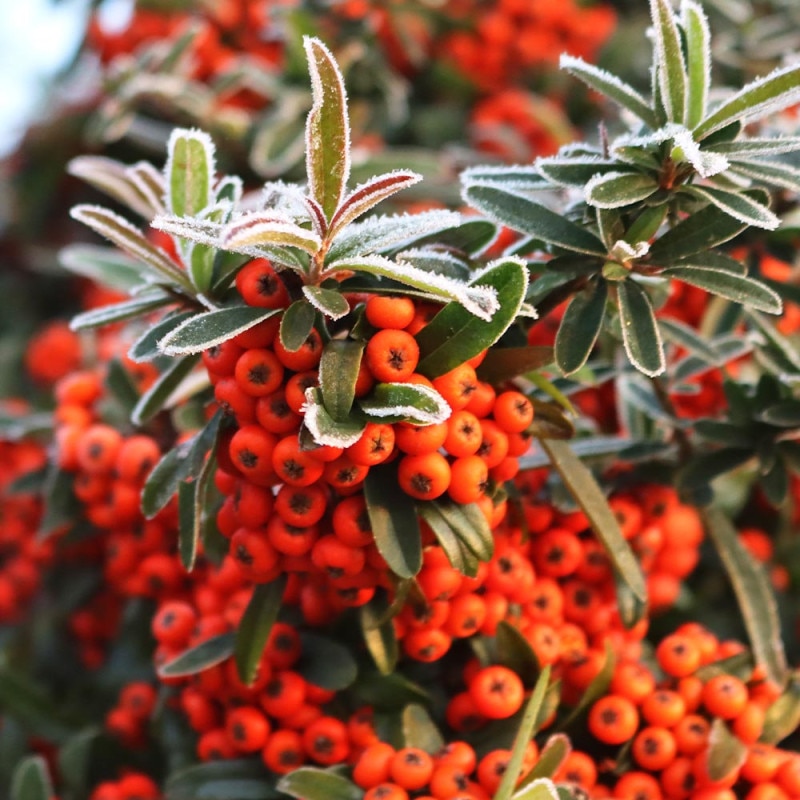 ２０日入荷分⭐️リューカデンドロン5品種　⭐️5鉢セット リューカデンドロン 『バーガンディサンセット』 オーストラリアン