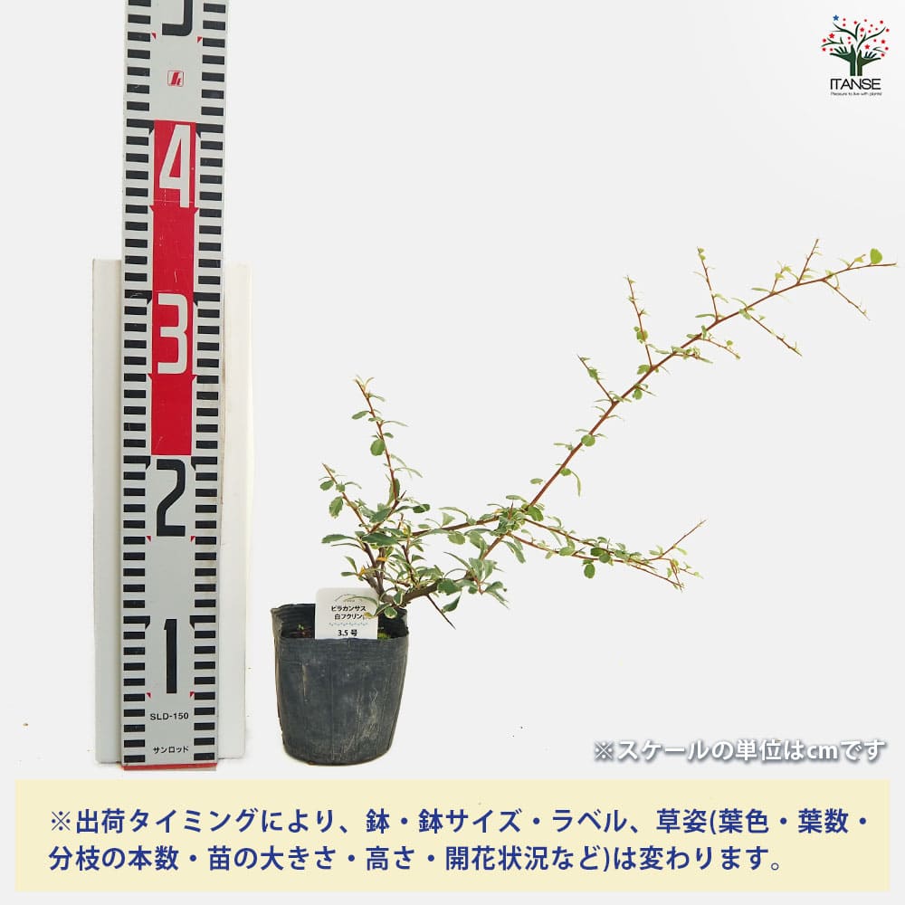 ピラカンサ 白フクリン斑 【花木苗 3.5号】｜ 【植物のITANSE