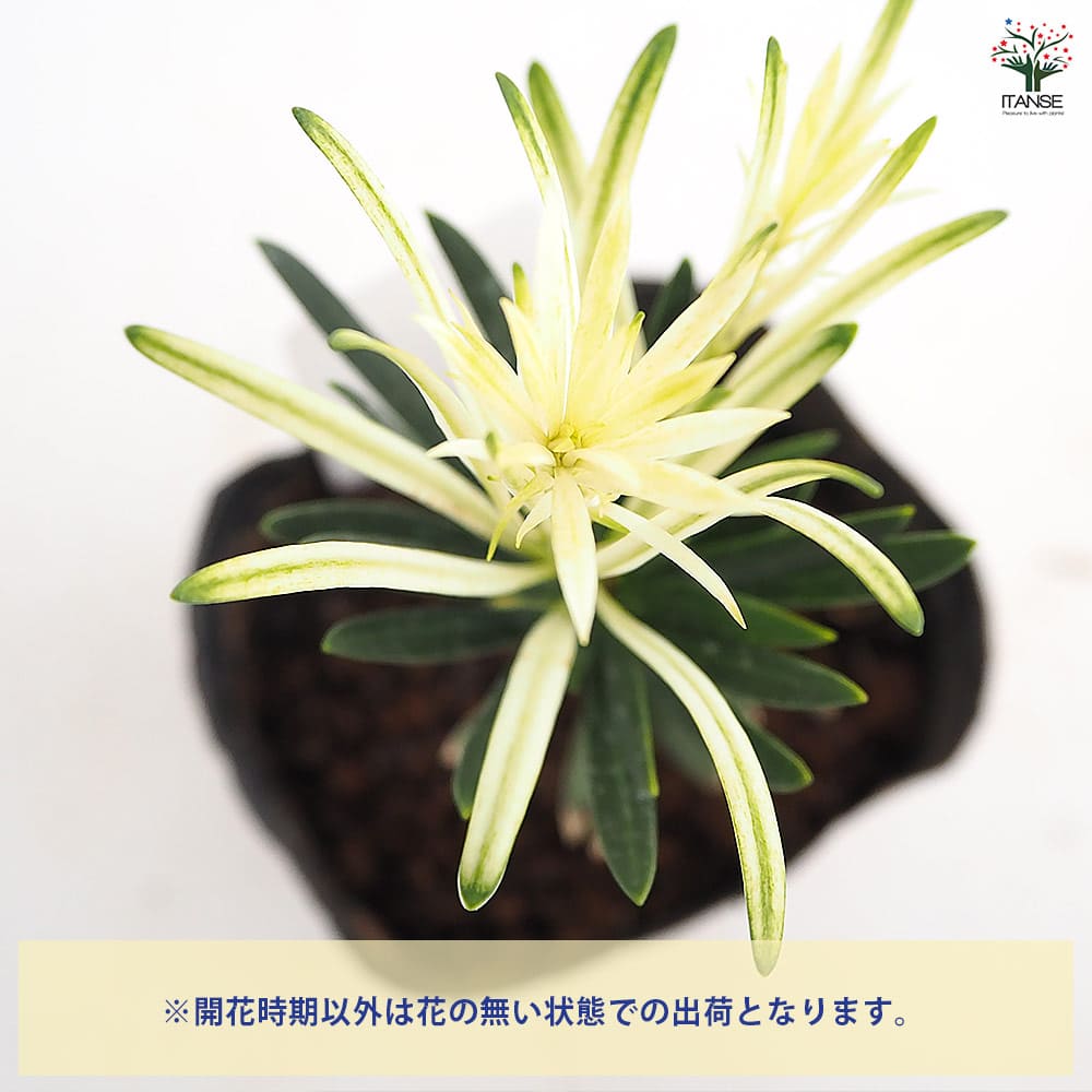ラカンマキ 白芽 【庭木 3.5号】｜ 【植物のITANSE】全品送料