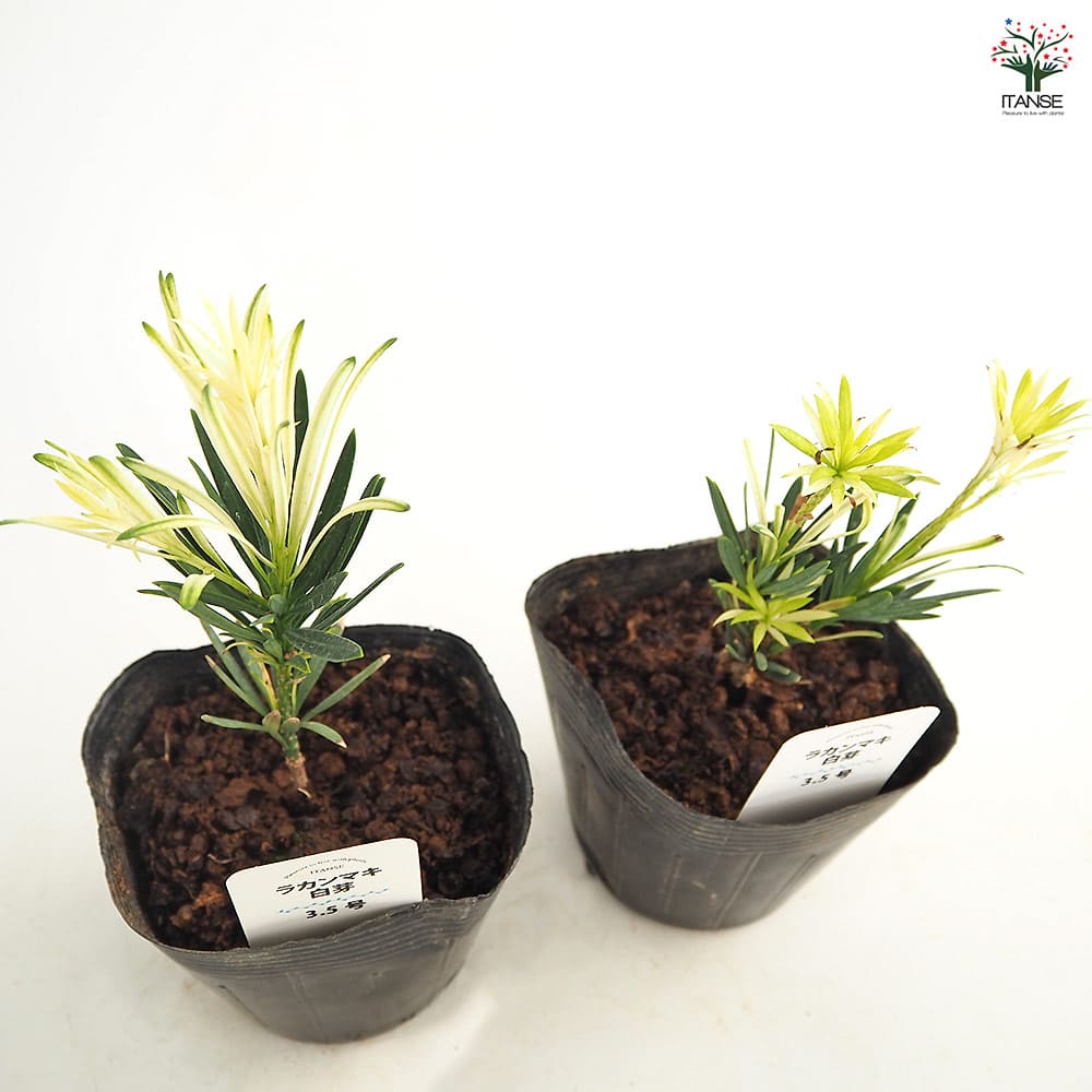 【marudoraさま専用】Yellow Long Neck 挿木苗 ほか5点 marudoraさま専用】Yellow Long Neck 挿木苗 ほか5点 marudoraさま専用