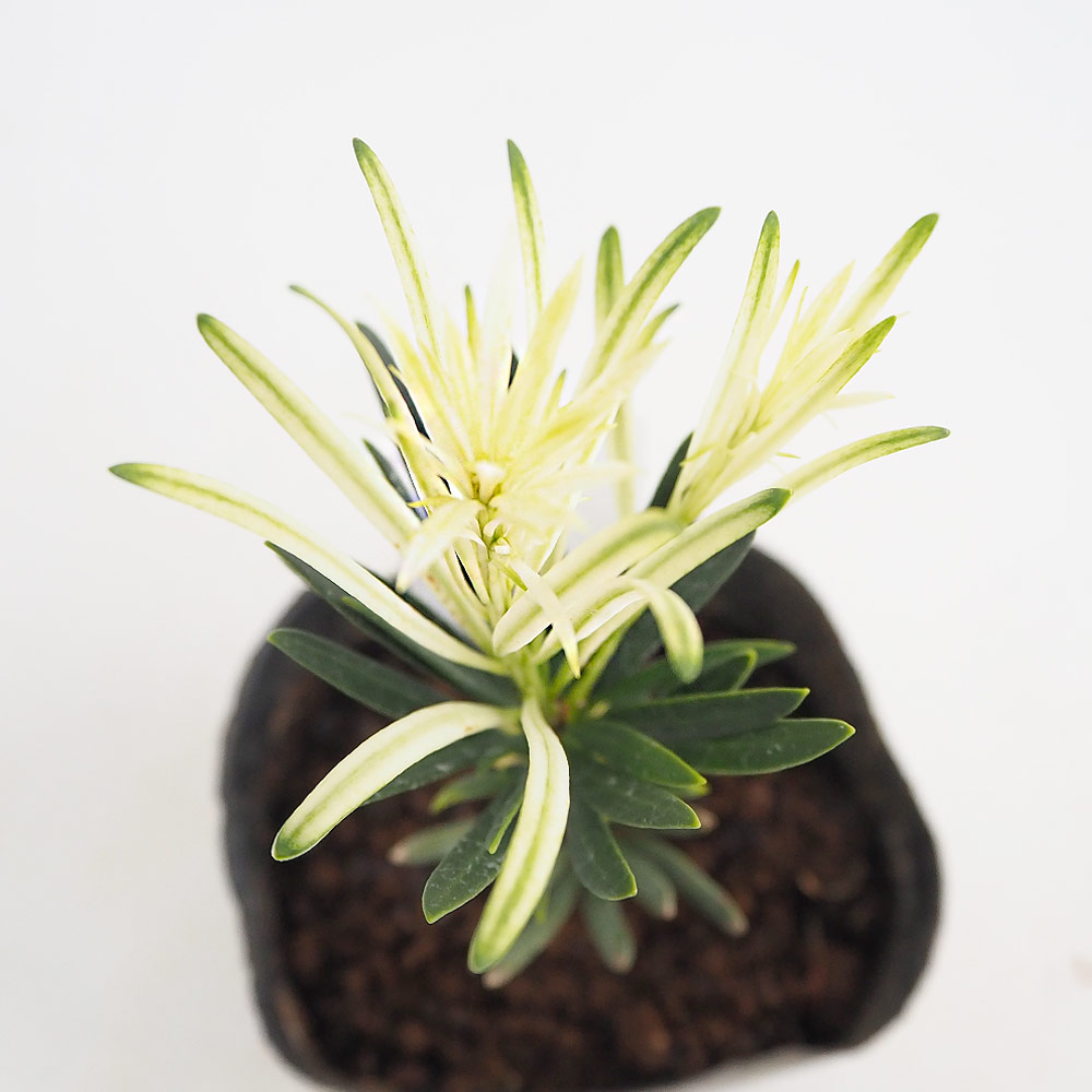 ラカンマキ 白芽 【庭木 3.5号】｜ 【植物のITANSE】全品送料