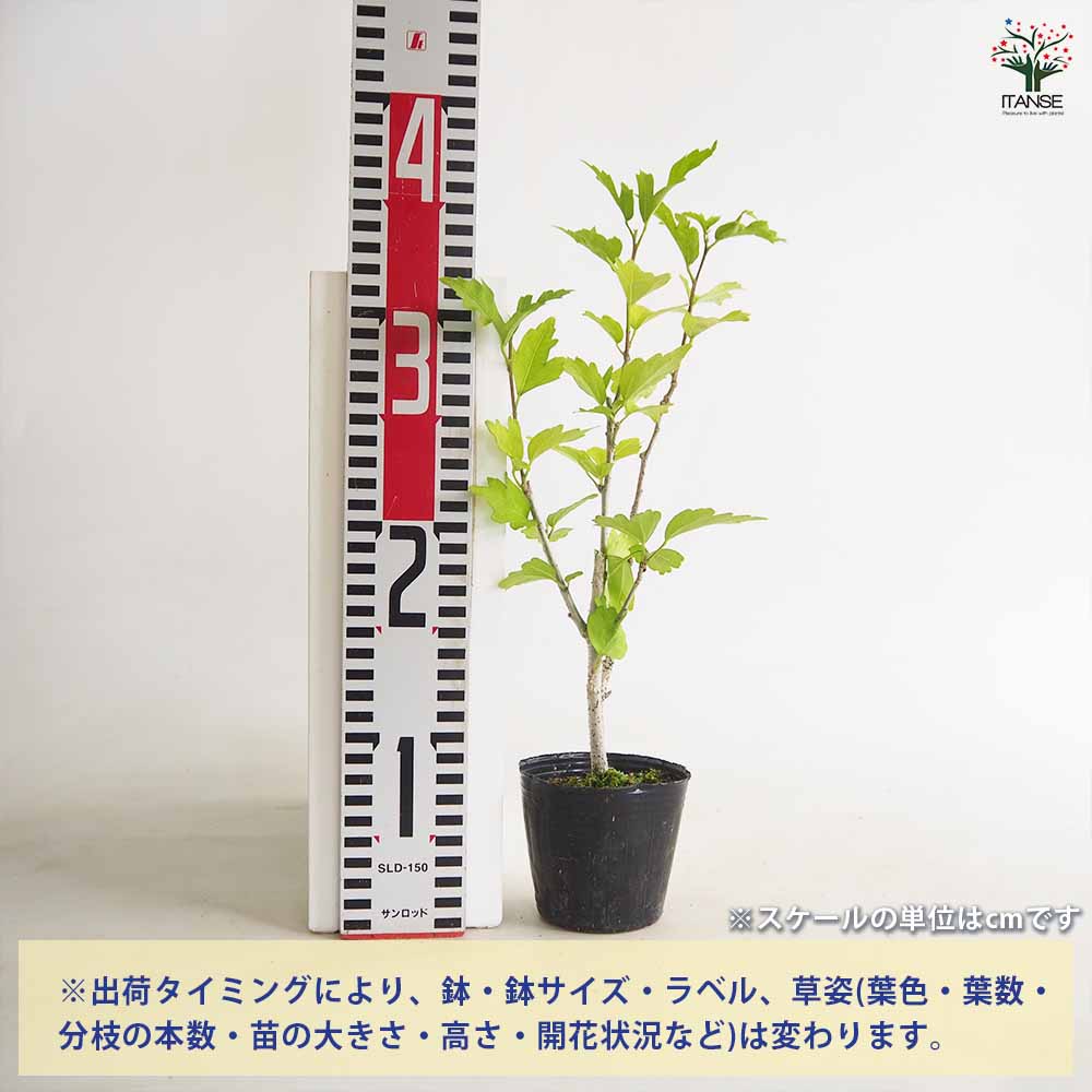 ムクゲ 紫玉 【花木苗 2.5～3号】｜ 【植物のITANSE】全品送料