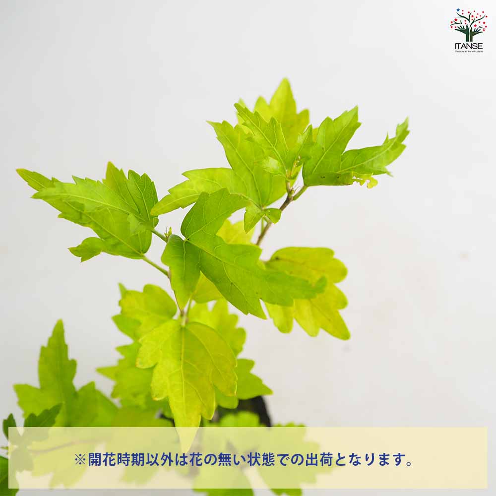 ムクゲ 紫玉 【花木苗 2.5～3号】｜ 【植物のITANSE】全品送料