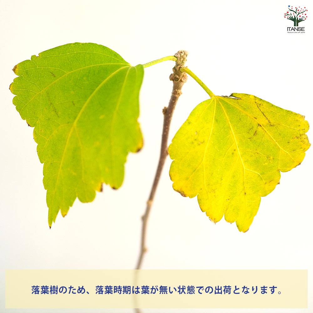 ムクゲ 紫玉 【花木苗 3.5号】｜ 【植物のITANSE】全品送料無料