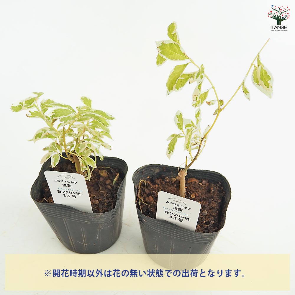 ムラサキシキブ(紫式部) 白実 白フクリン斑 【花木苗 3.5号】｜ 【植物