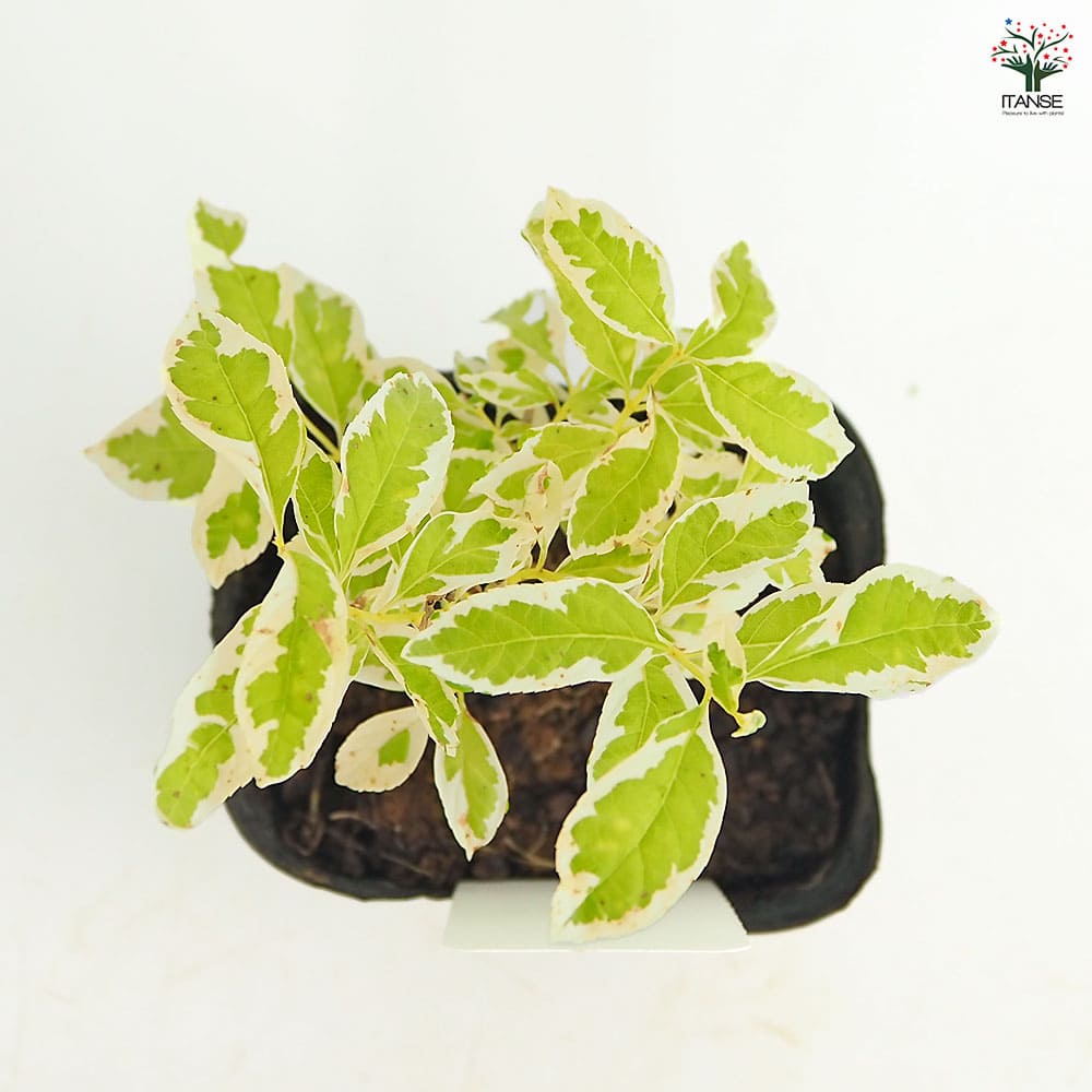 ムラサキシキブ(紫式部) 白実 白フクリン斑 【花木苗 3.5号】｜ 【植物