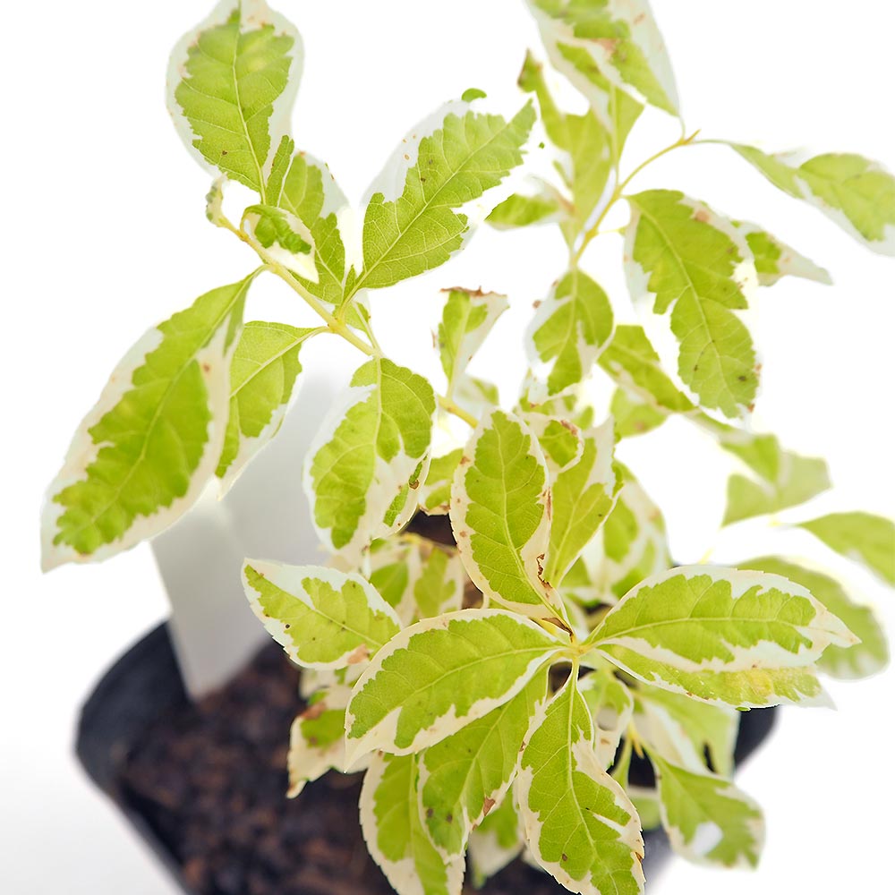 ムラサキシキブ - 植物図鑑 ムラサキシキブ 抜き苗⑧ 紫式部 実生発芽