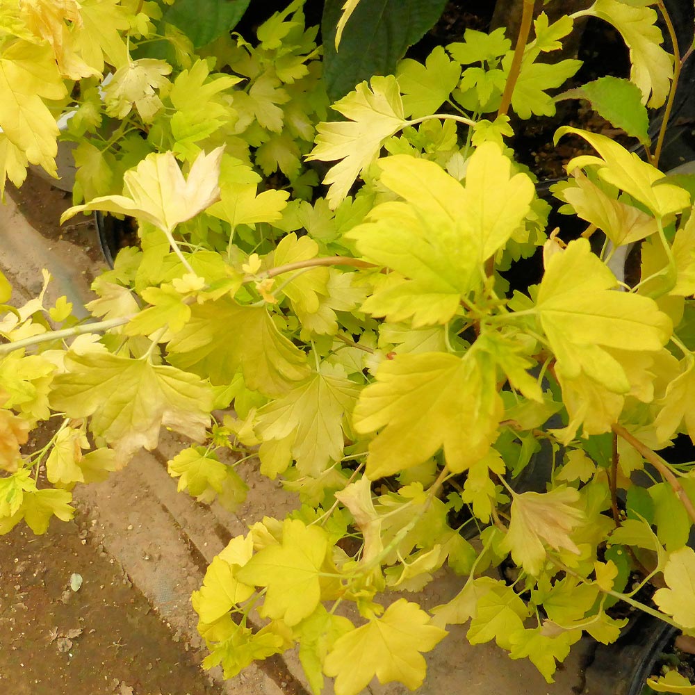 ヤブサンザシ 黄金葉 【花木苗 3号】｜ 【植物のITANSE】全品