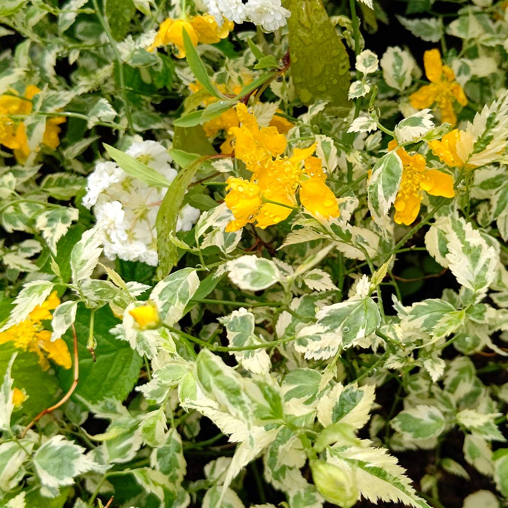 ヤマブキ(山吹) 白フクリン斑 【花木苗 3.5号】｜ 【植物の