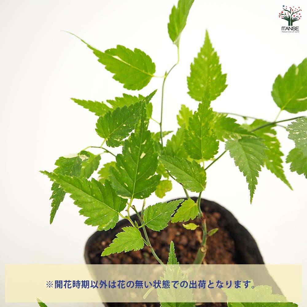 ヤマブキ(山吹) 吹雪錦 【花木苗 3.5号】｜ 【植物のITANSE