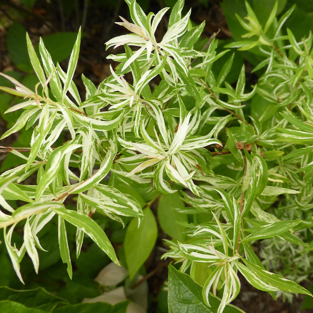 ユキヤナギ　抜き苗 ユキヤナギ 斑入 【花木苗 3.5号】｜ 【植物のITANSE】全品送料