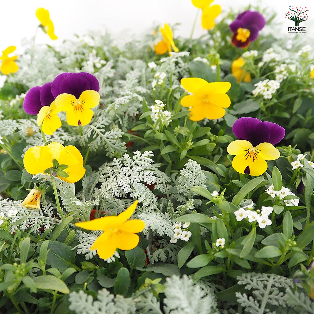 お花寄せ植え 【花苗 3.5号】｜ 【植物のITANSE】全品送料無料
