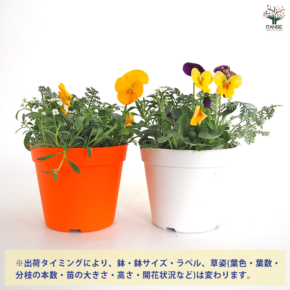 お花寄せ植え 【花苗 3.5号】｜ 【植物のITANSE】全品送料無料