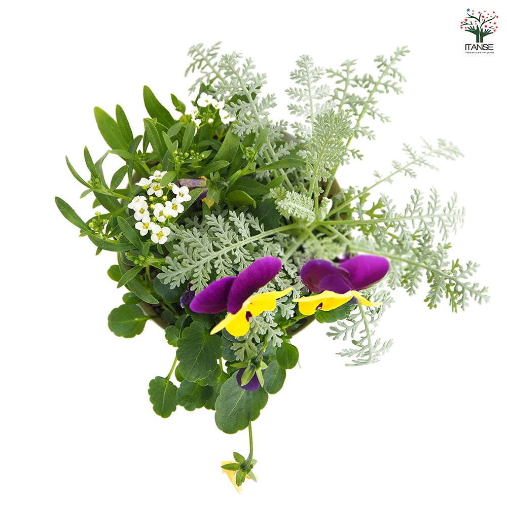 お花々＊様 お花寄せ植え 【花苗 3.5号】｜ 【植物のITANSE】全品送料無料