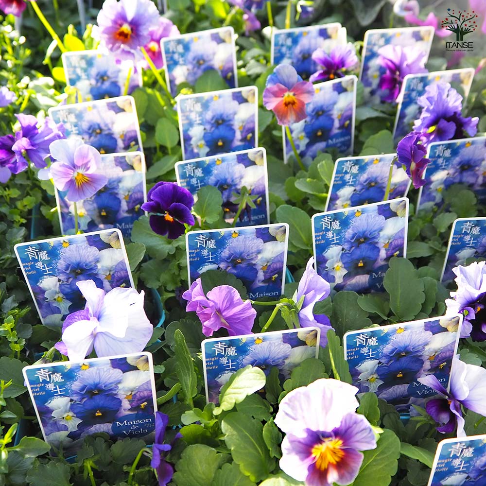 ビオラ 青魔導士 色見計らい3個～ 【花苗 3号】｜ 【植物の