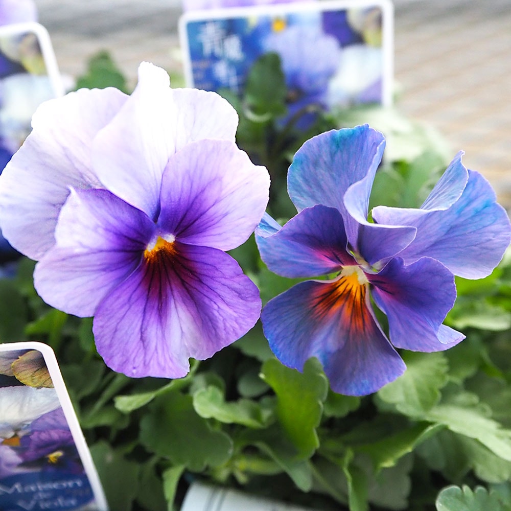 ビオラ 青魔導士 色見計らい3個～ 【花苗 3号】｜ 【植物の