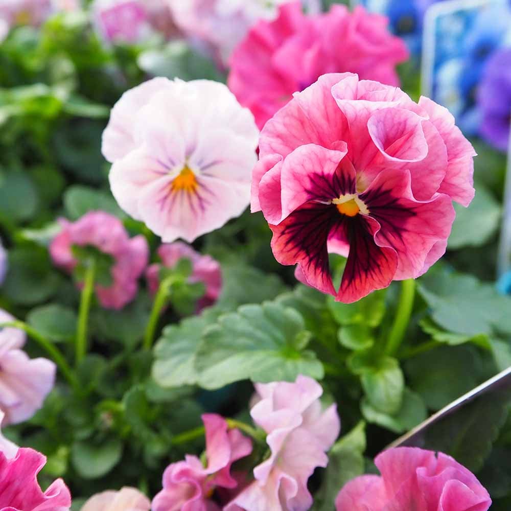 ビオラ 公爵令嬢 色見計らい3個～ 【花苗 3号】